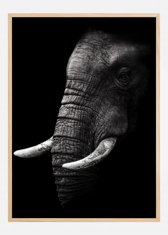 Bildverkstad Portrait Elephant Poster