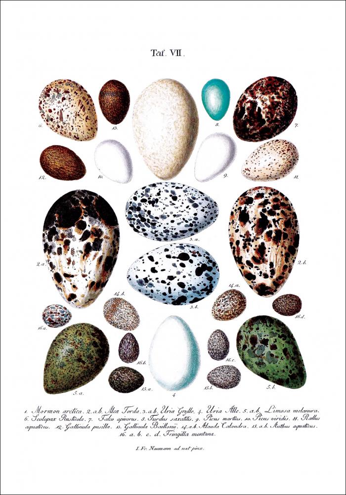 Bildverkstad Bird egg chart Poster