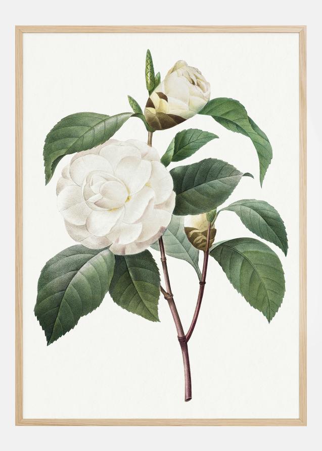Bildverkstad White Rose Poster