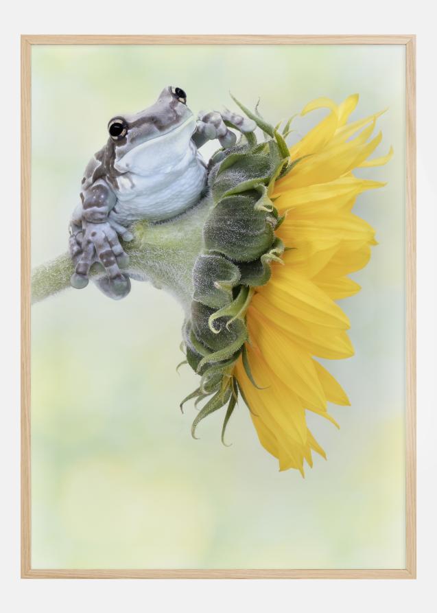 Bildverkstad Frog Sunshine Poster