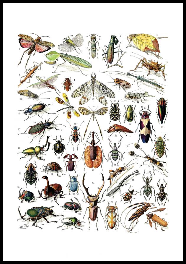 Lagervaror egen produktion Insects chart II Poster