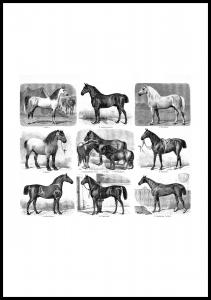 Lagervaror egen produktion Horse breeds Poster