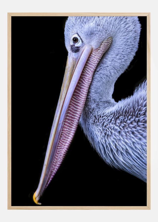 Bildverkstad Pelican at night Poster
