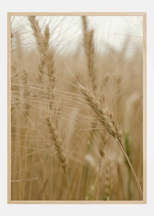 Bildverkstad Wheat Field Poster