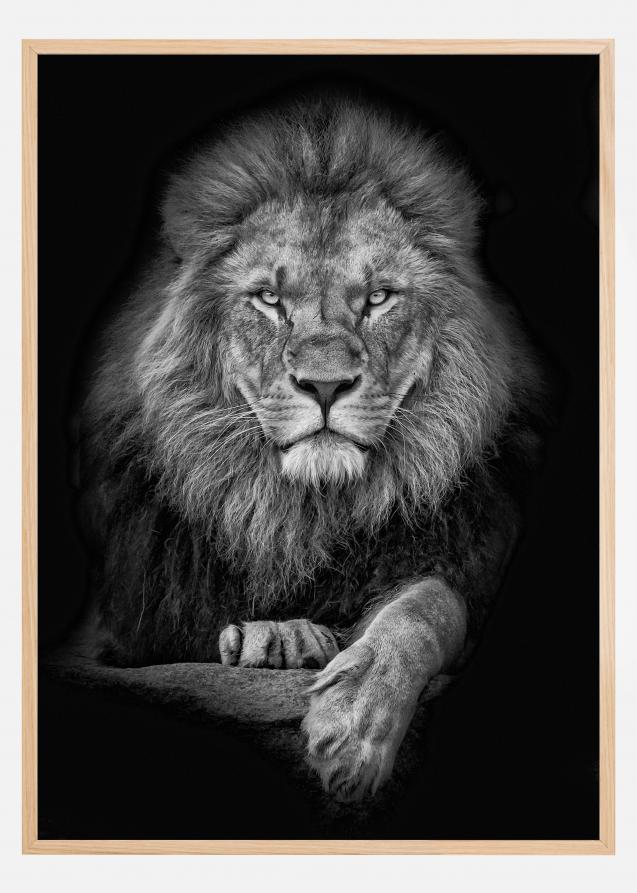 Bildverkstad Focused lion Poster