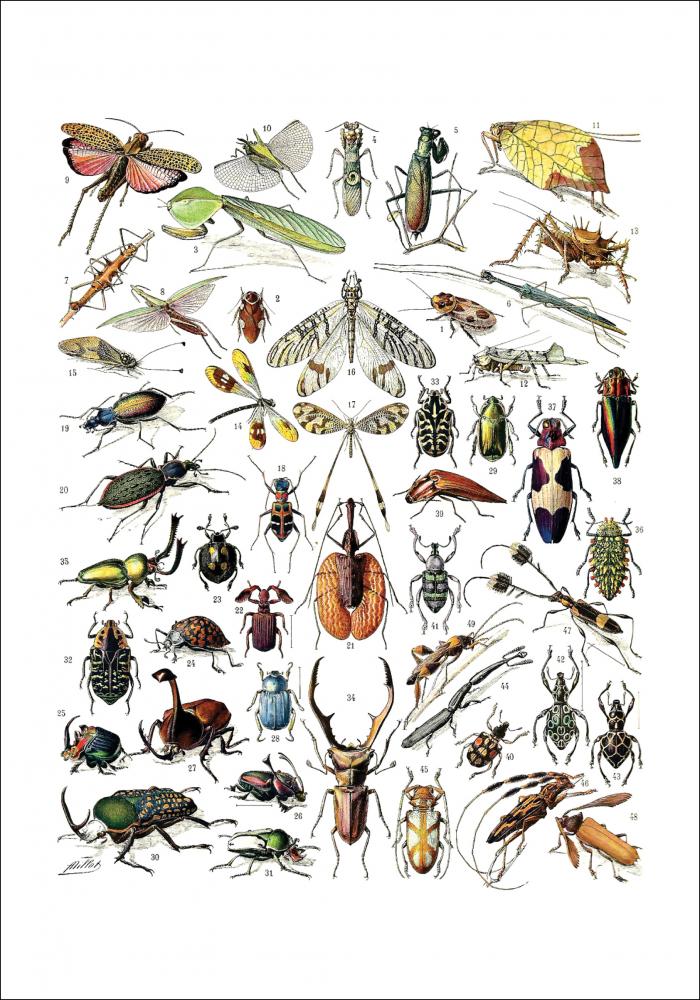 Bildverkstad Insects chart II