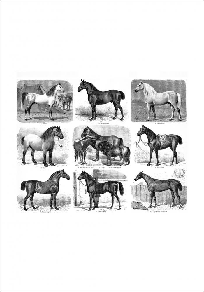 Bildverkstad Horse breeds