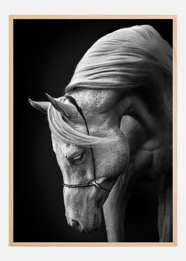 Bildverkstad White Stallion Poster