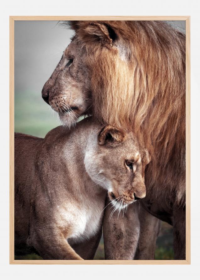 Bildverkstad Wild Lion Love Poster