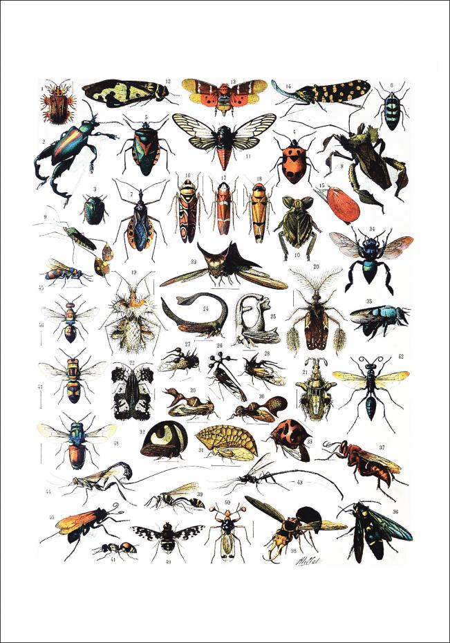 Bildverkstad Insects chart I