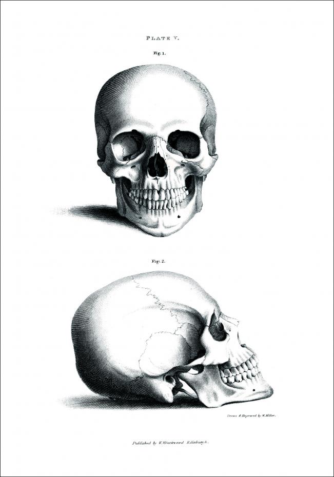 Bildverkstad 18th century Skull