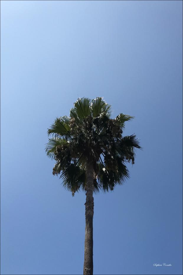 Bildverkstad LA Palm Tree Poster