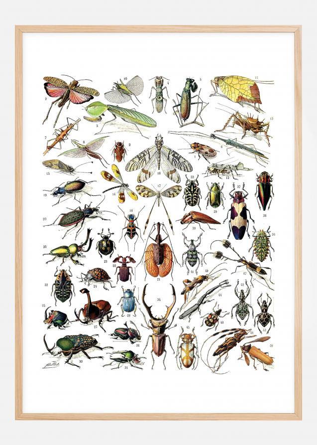 Bildverkstad Insects chart II Poster