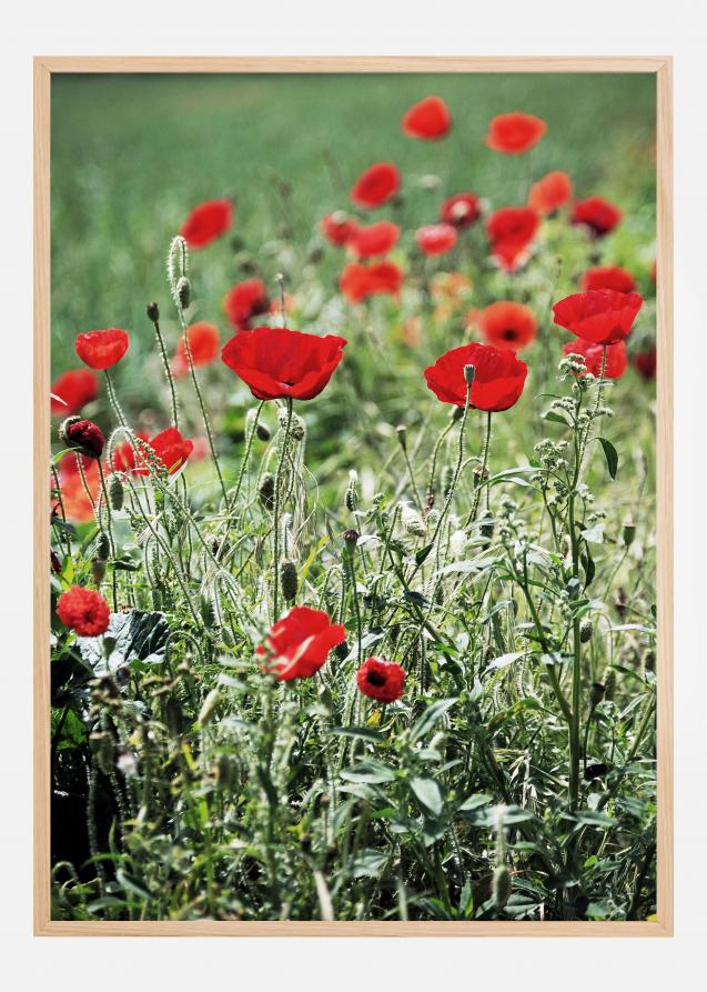 Bildverkstad Poppy Fields Poster