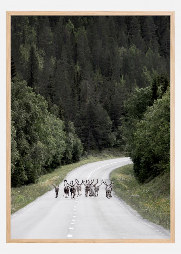 Bildverkstad Reindeer road Poster