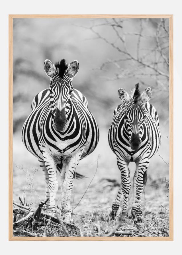 Bildverkstad Striped Horse Front On Poster