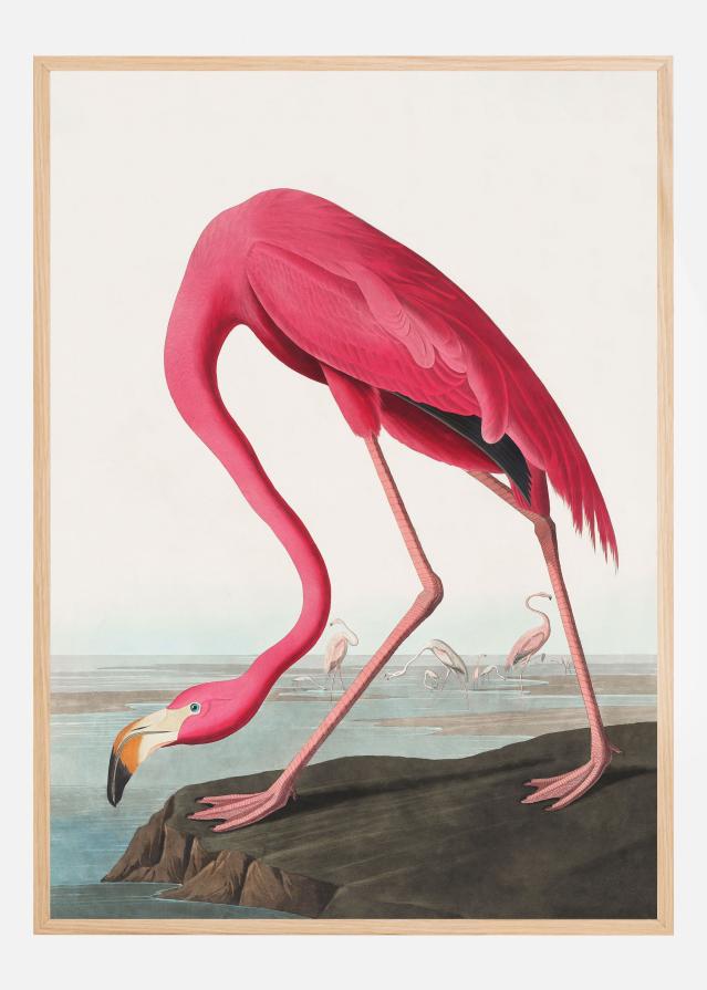 Bildverkstad Pink Flamingo Ii From Birds of America (1827) Poster